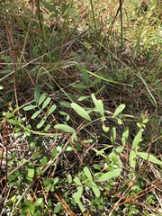 Tephrosia florida