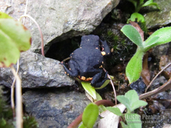 Melanophryniscus nigricans