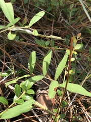 Tephrosia florida