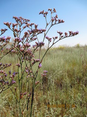 Limonium tomentellum