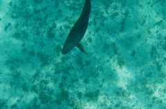 Acanthurus chirurgus