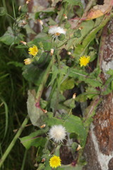 Sonchus oleraceus