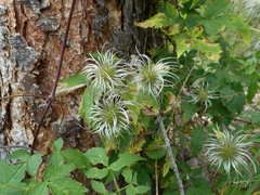 Clematis alpina