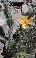 Papaver pilosum