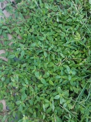 Richardia grandiflora