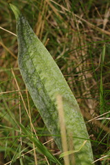 Podosphaera plantaginis