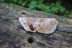 Spongipellis spumeus