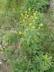 Rorippa barbareifolia