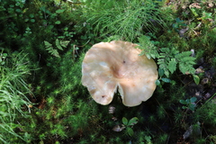 Lactarius vietus