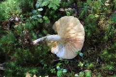 Lactarius vietus