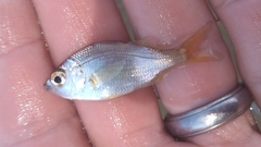 Eucinostomus gula