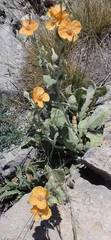 Papaver pilosum