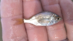 Eucinostomus gula
