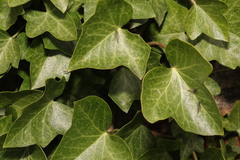 Hedera helix