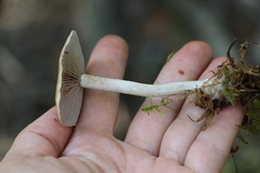 Cortinarius anomalus