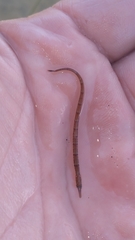 Syngnathus scovelli