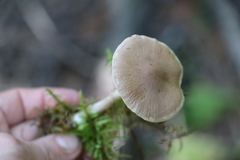 Cortinarius anomalus