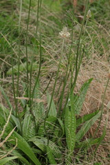 Plantago lanceolata