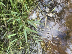 Dichanthelium longiligulatum