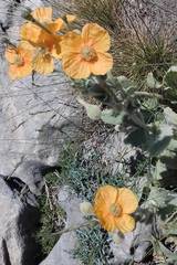 Papaver pilosum