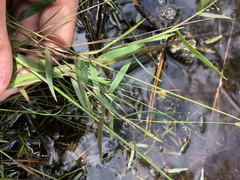 Dichanthelium longiligulatum