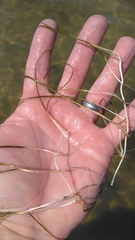 Halodule wrightii