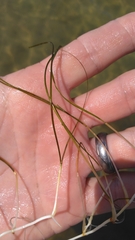 Halodule wrightii