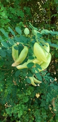 Colutea