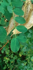 Colutea
