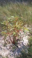 Amaranthus australis