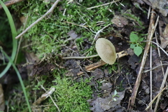 Mycena viridimarginata