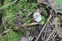 Mycena viridimarginata
