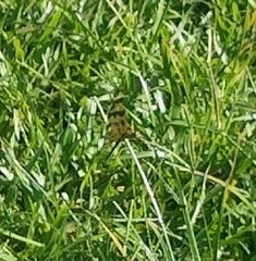 Celithemis eponina