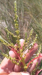 Amaranthus australis