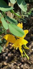 Colutea