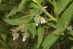 Symphytum officinale