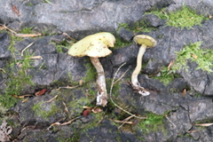 Suillus sibiricus