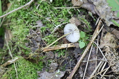 Mycena viridimarginata