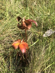 Sarracenia purpurea venosa