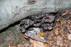 Craterellus cinereus