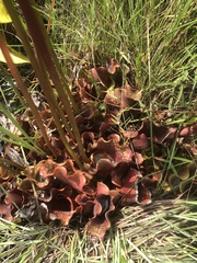 Sarracenia purpurea venosa