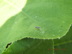 Amblysellus curtisii