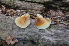 Crepidotus cristatus