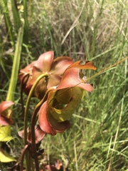 Sarracenia purpurea venosa