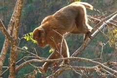 Macaca assamensis