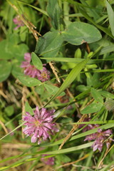 Trifolium pratense