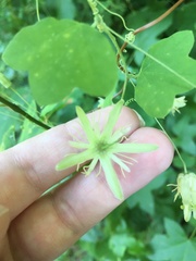 Passiflora lutea
