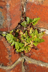 Asplenium adiantum-nigrum