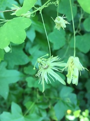 Passiflora lutea