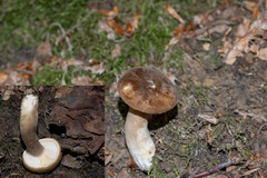 Lactarius romagnesii